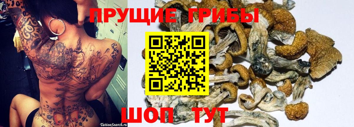 Великий Устюг  Псилоцибиновые грибы Psilocybe  Вход с VPN 